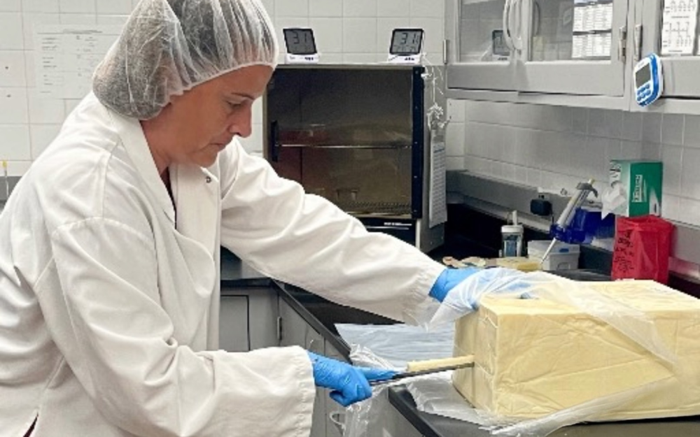 Using a cheese trier for sampling in our Quality Control Lab at Pineland Farms Dairy Company