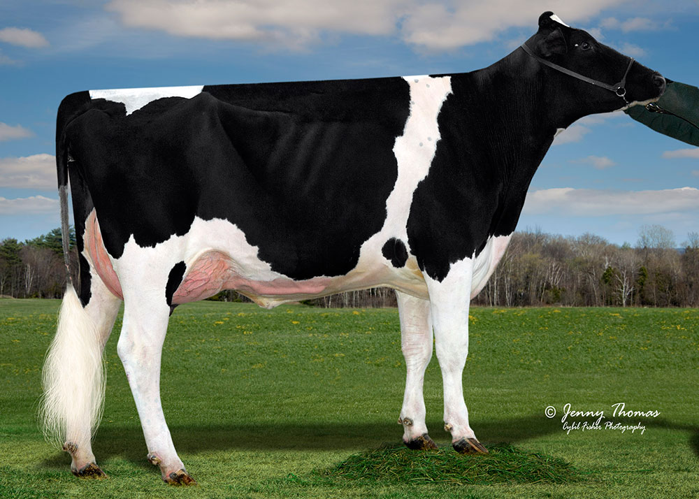 holstein dairy cow