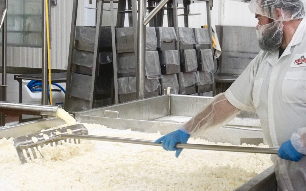 The Art and Craft of Cheese Making at Pineland Farms Dairy