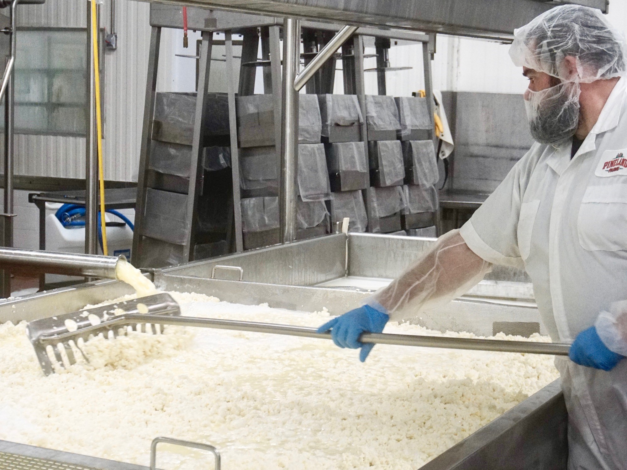 cheese making - raking swiss curds