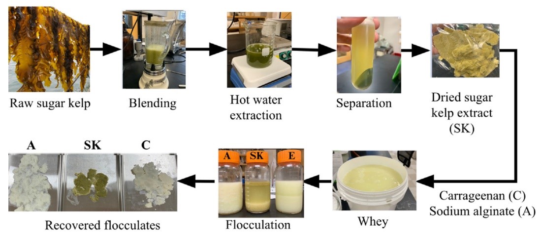 sea kelp whey study