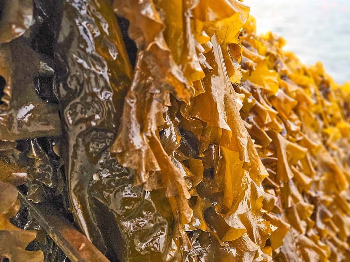 sea kelp used to recover nutrients in whey